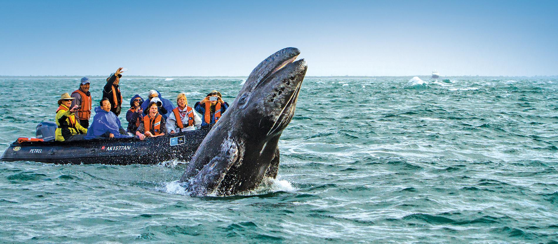 Sayulita Whale tours