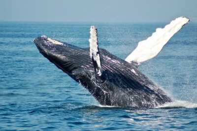 Whale-Watching-Sayulita